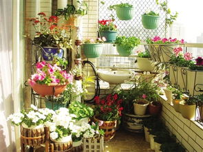 打造阳台花园需要哪些花草种植