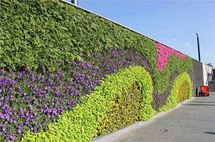 室外垂直绿化墙一般用什么植物